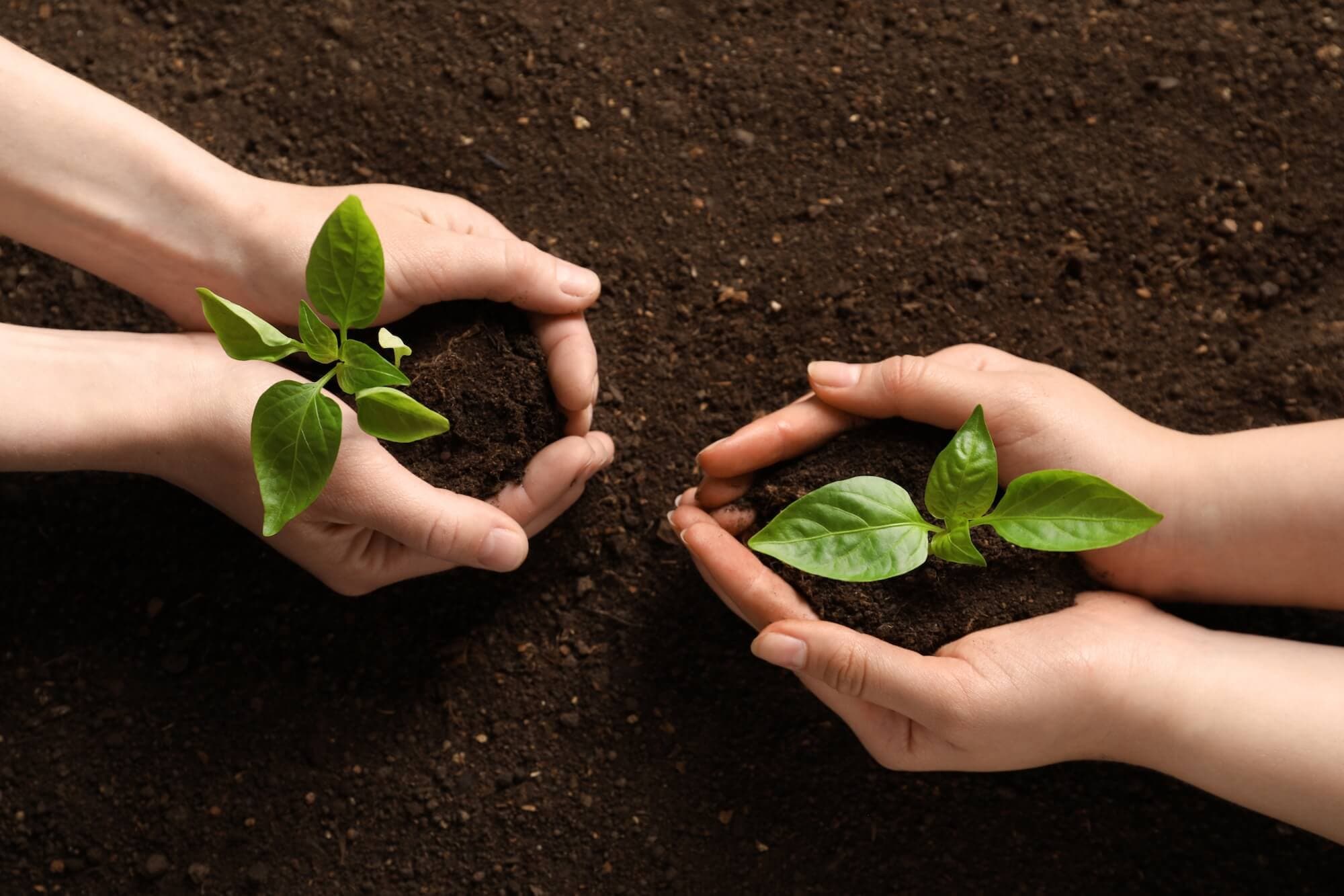 Plant that tree