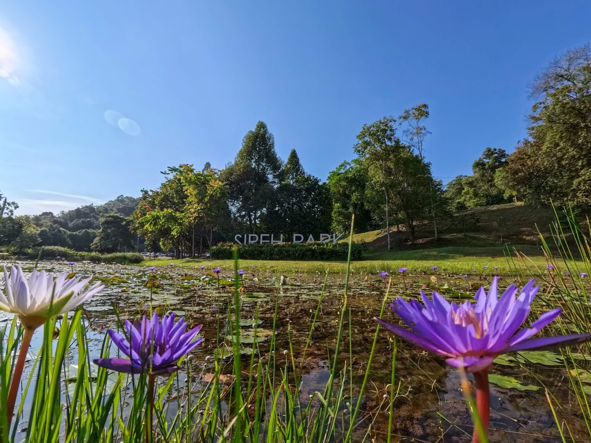 Sireh Park view